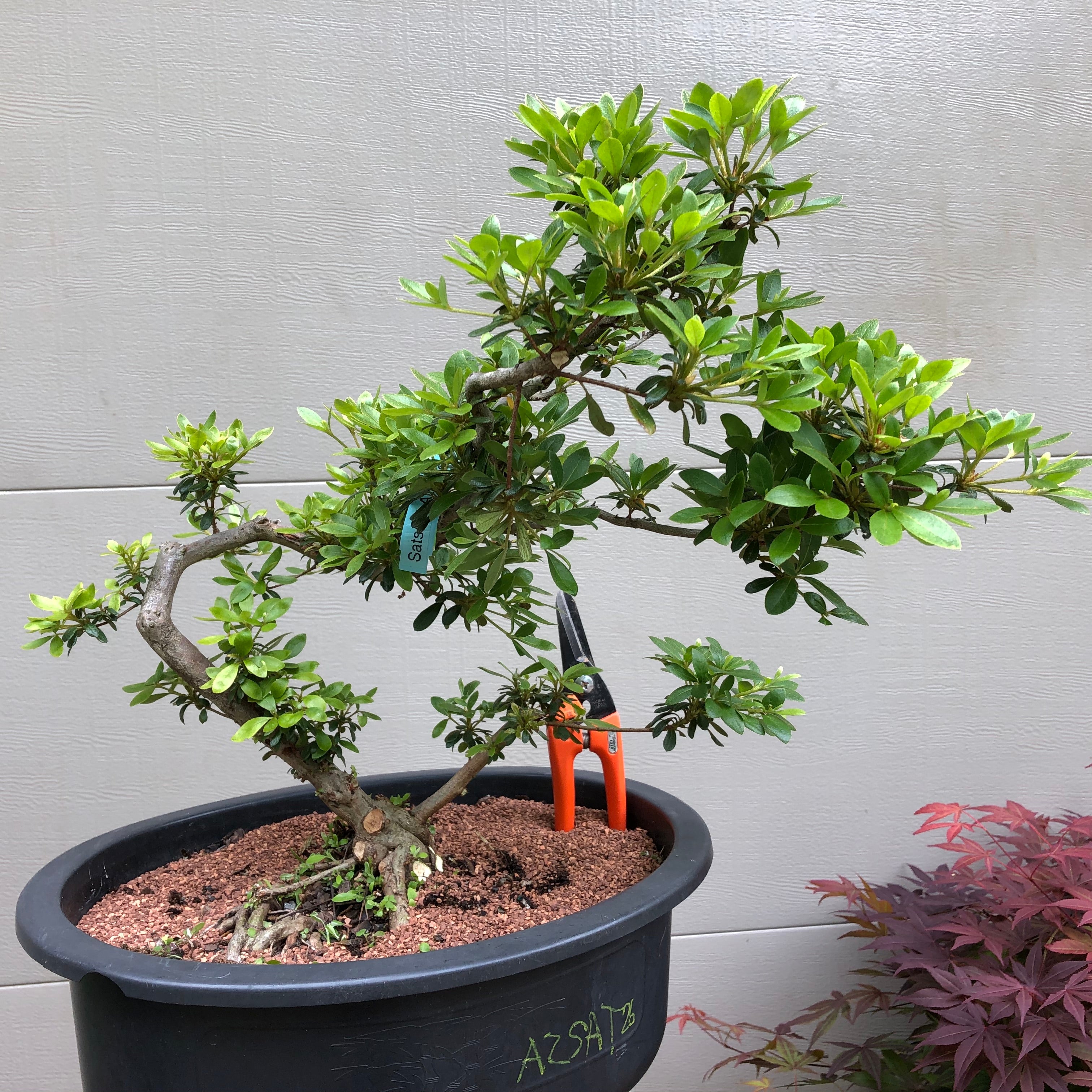 Azalea Satsuki 'Chinzan' Bonsai Tree – Bella Bonsai Nursery