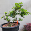 Azalea Satsuki 'Chinzan' Bonsai Tree