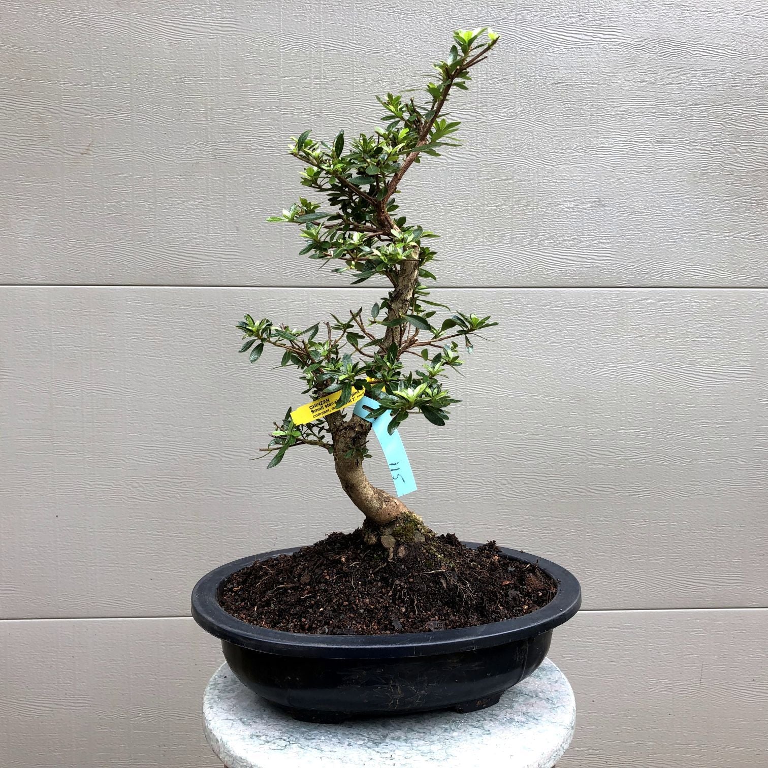 Azalea Satsuki 'Chinzan' Bonsai Tree – Bella Bonsai Nursery