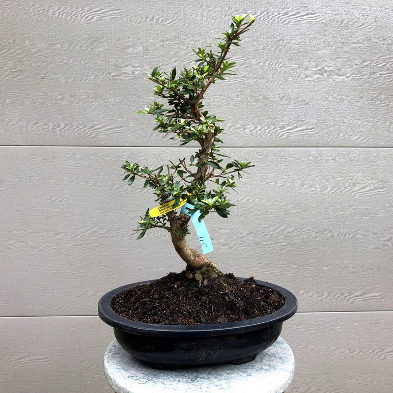 Azalea Satsuki 'Chinzan' Bonsai Tree