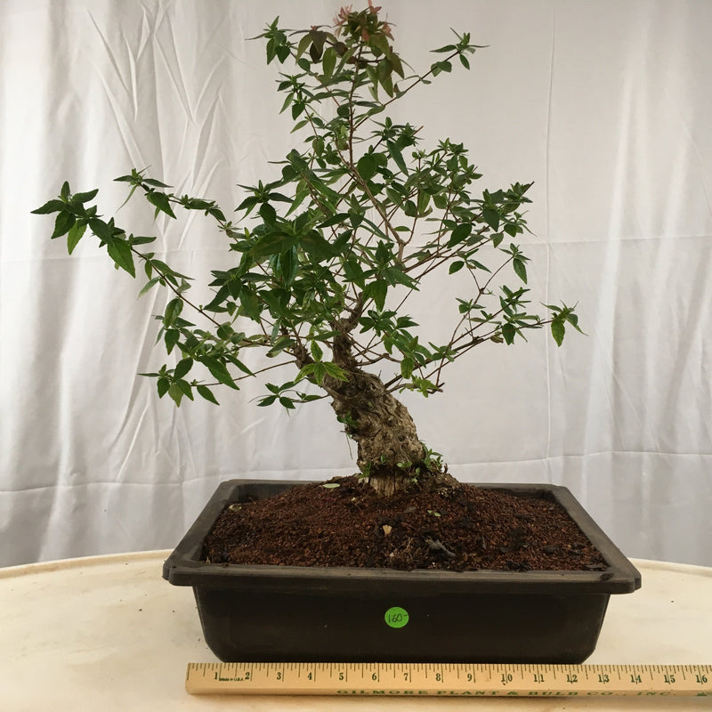 Abelia Bonsai Tree