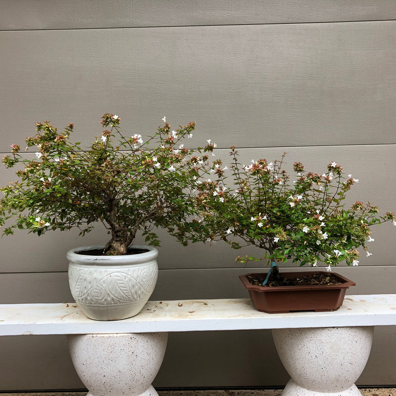 Abelia grandifolia - Glossy Abelia - 'Rose Creek'