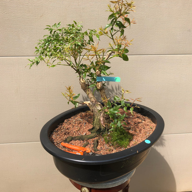 Agarista Bonsai Tree - Florida Leucothoe