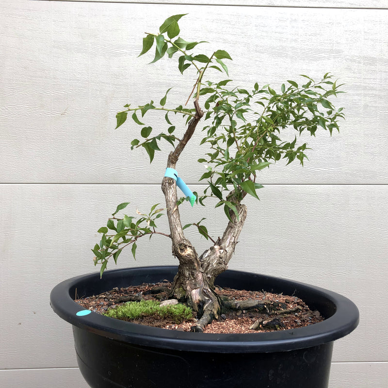 Agarista Bonsai Tree - Florida Leucothoe