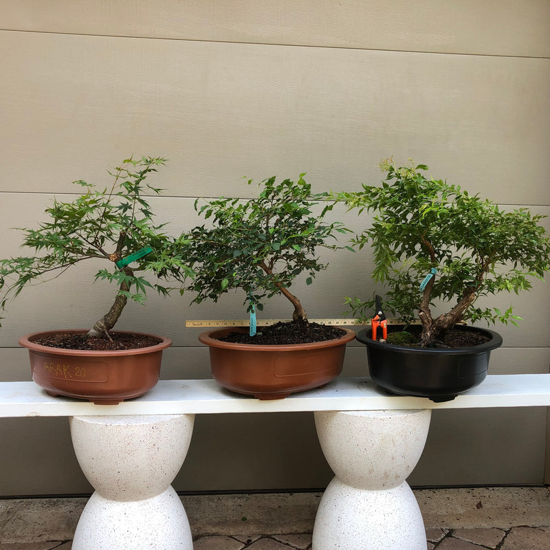 Agarista Bonsai Tree - Florida Leucothoe