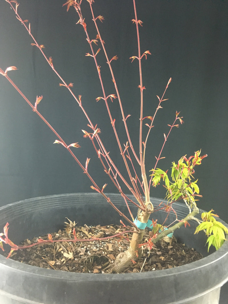 Arakawa Japanese Maple Bonsai Tree