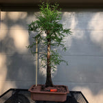 Bald Cypress Bonsai BC-20D