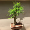 Bald Cypress Bonsai BC-20D