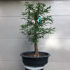 Baldcypress Bonsai Tree 3