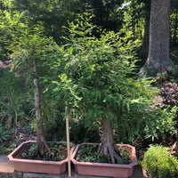 Bald Cypress Bonsai BC-20D