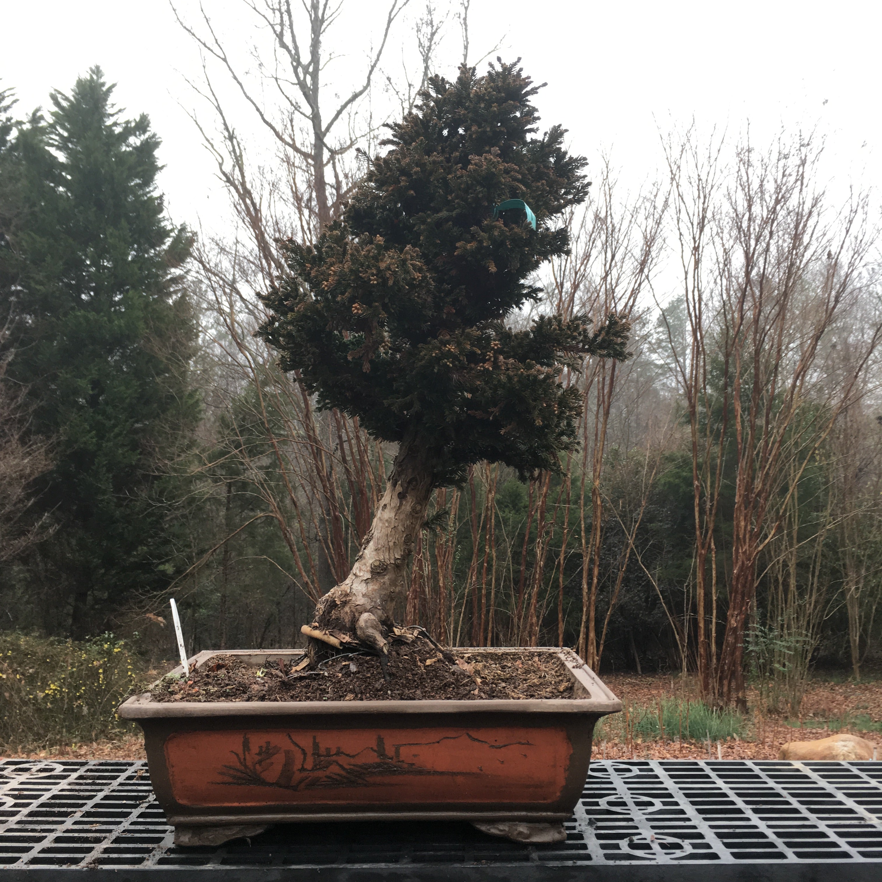 Japanese Cryptomeria #2 Bonsai Tree – Bella Bonsai Nursery