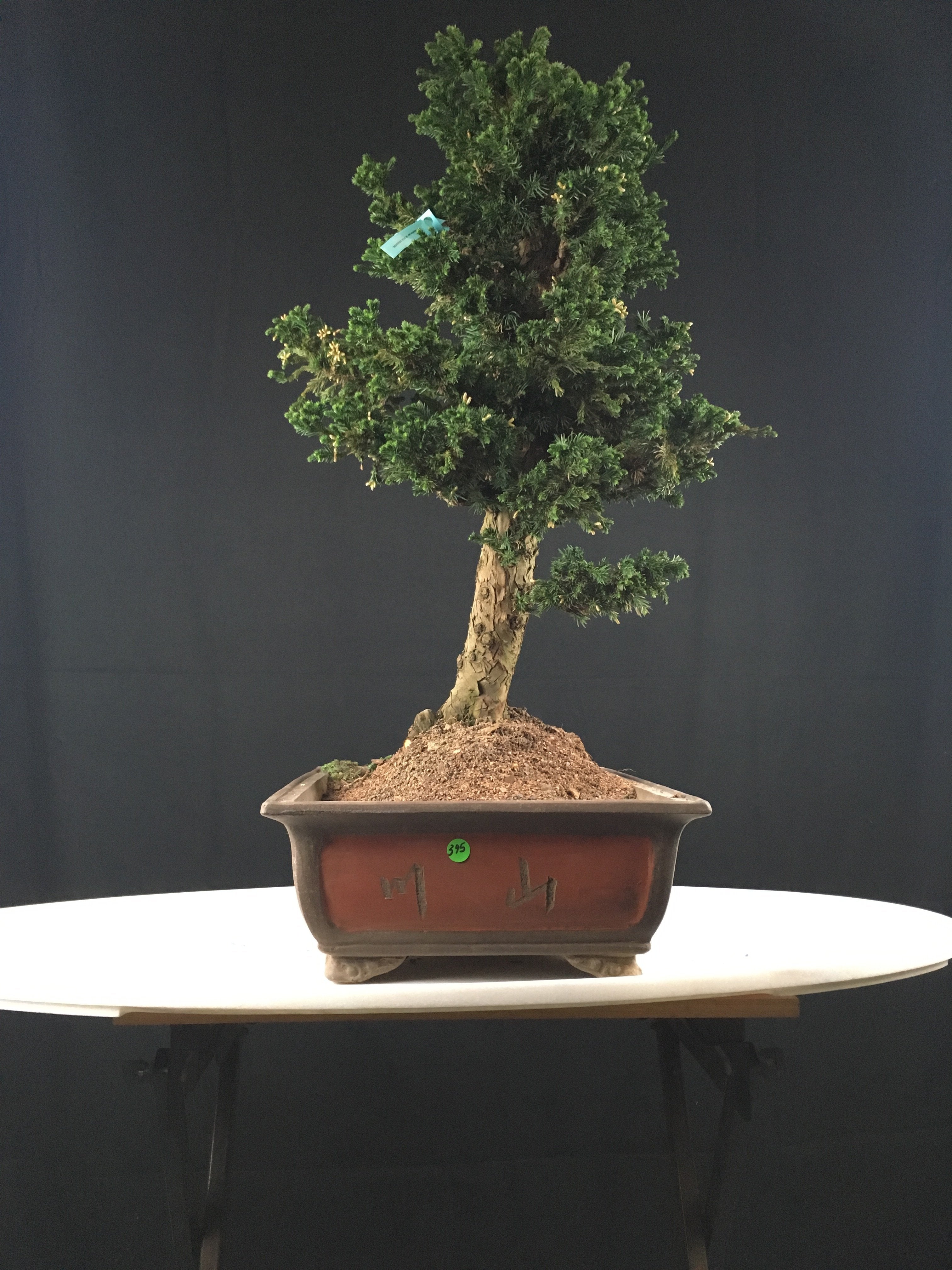 Japanese Cryptomeria #2 Bonsai Tree – Bella Bonsai Nursery