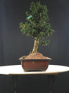 Japanese Cryptomeria #2 Bonsai Tree