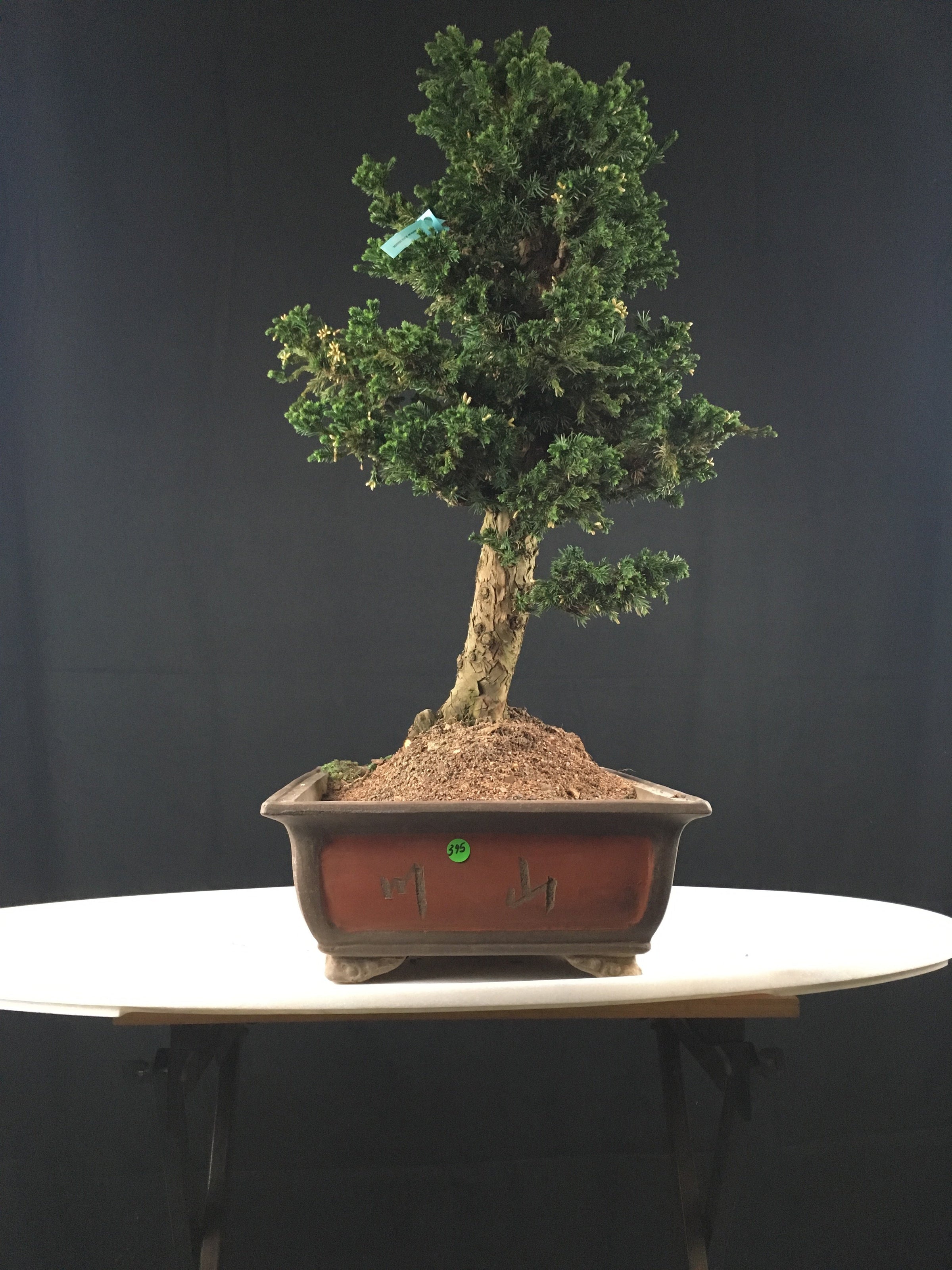 Japanese Cryptomeria #2 Bonsai Tree