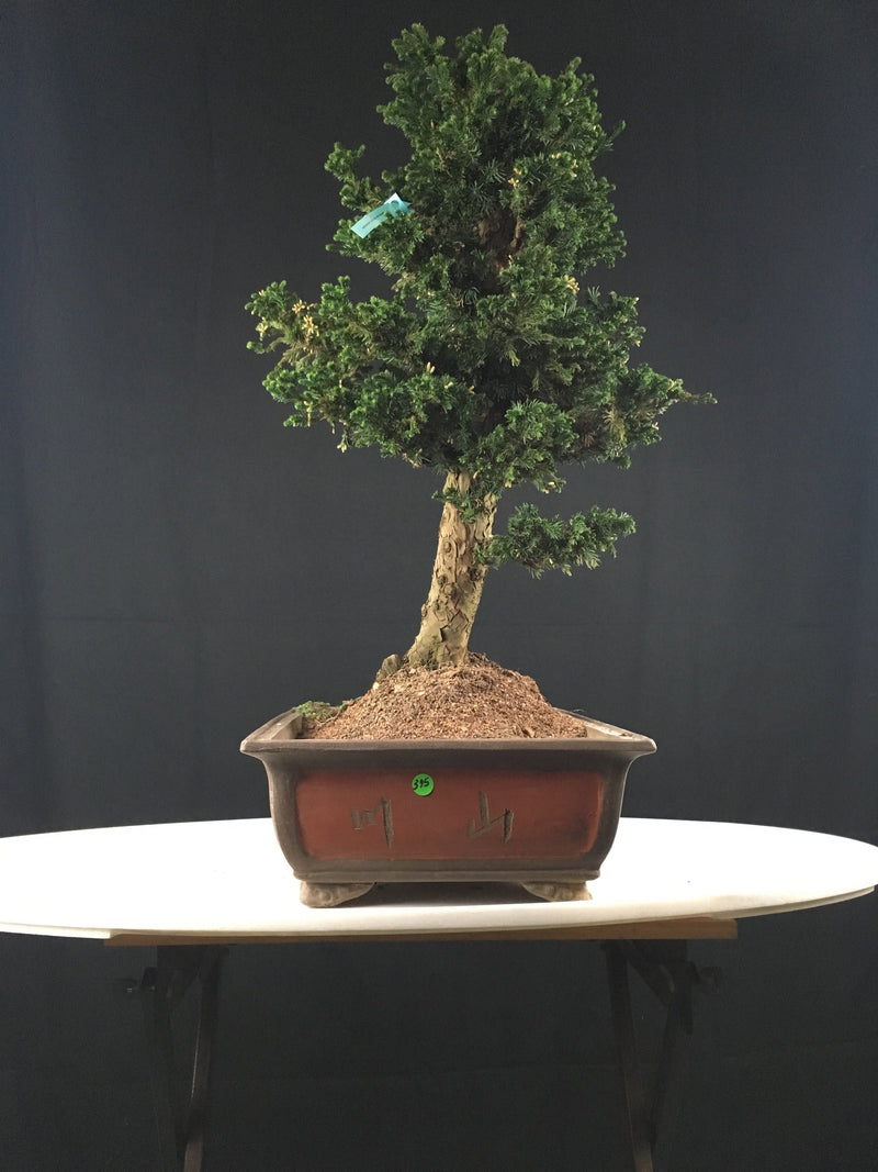 Japanese Cryptomeria #2 Bonsai Tree