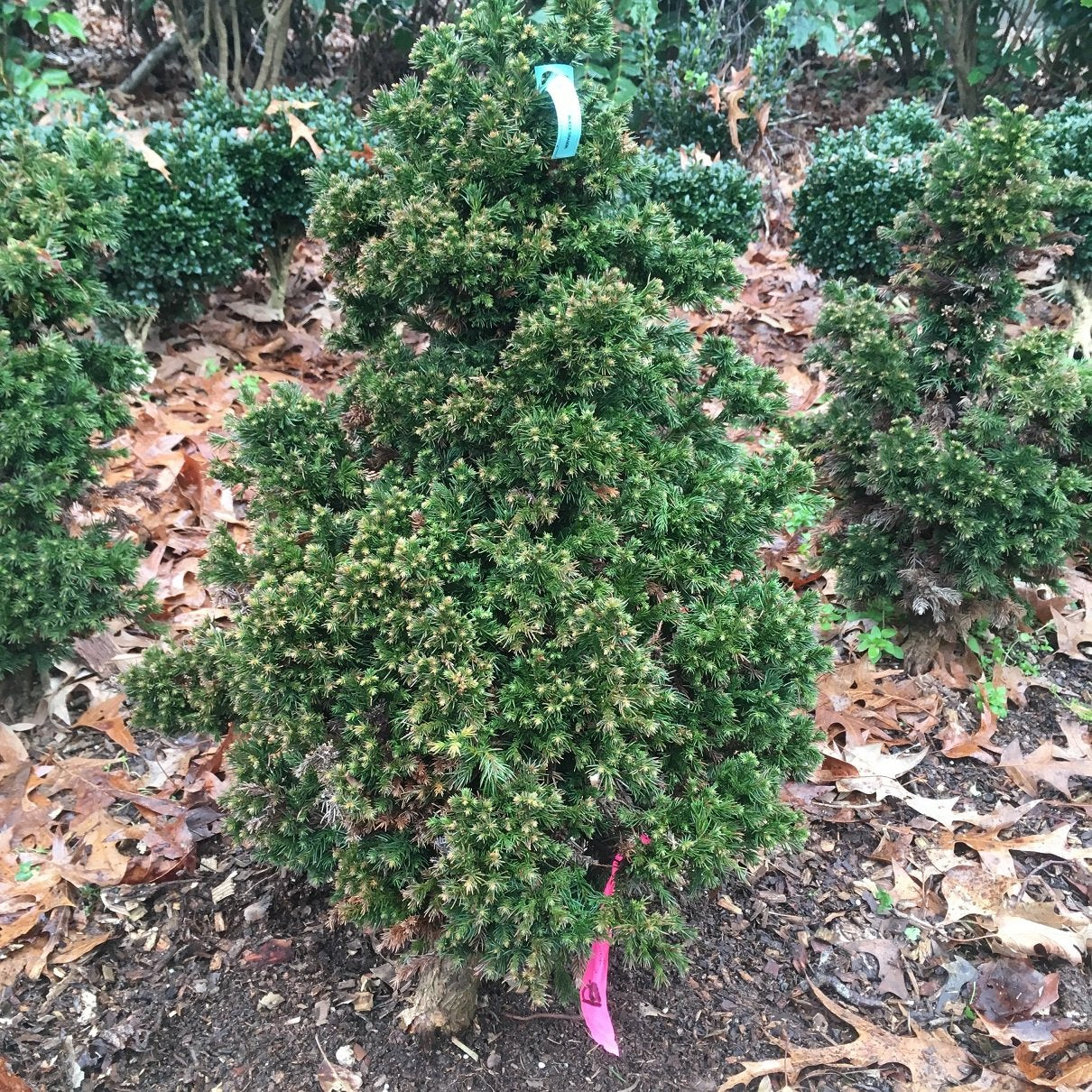 cryptomeria bonsai tree Japanese Cryptomeria #3 Bonsai Tree – Bella Bonsai Nursery