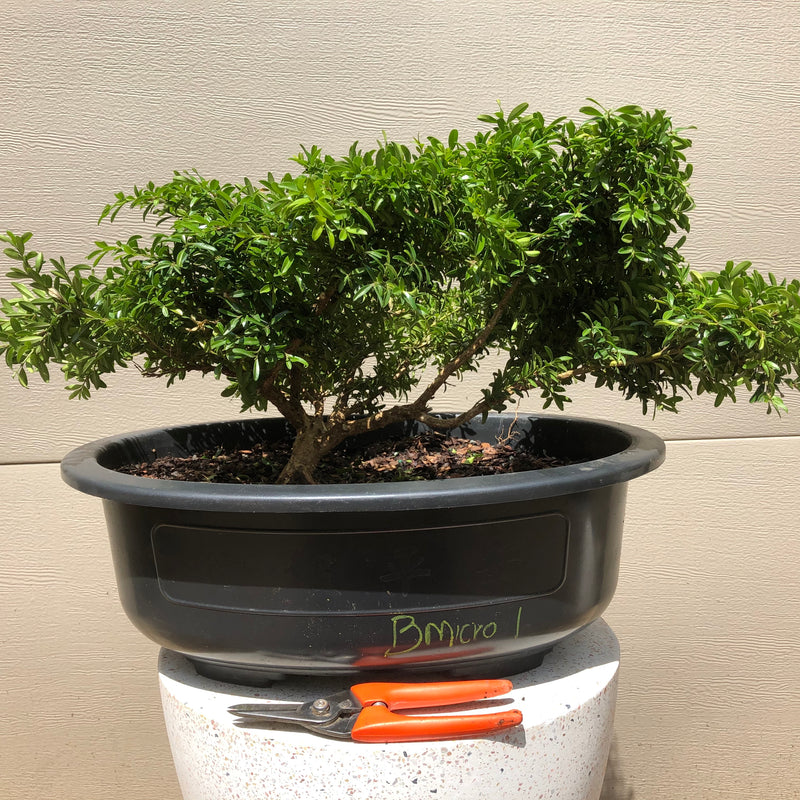 bonsai tree small leaves Little Leaf Japanese Boxwood Bonsai – Bella Bonsai Nursery