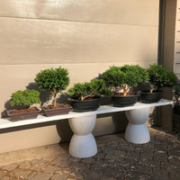 Buxus Boxwood varieties Bonsai Trees