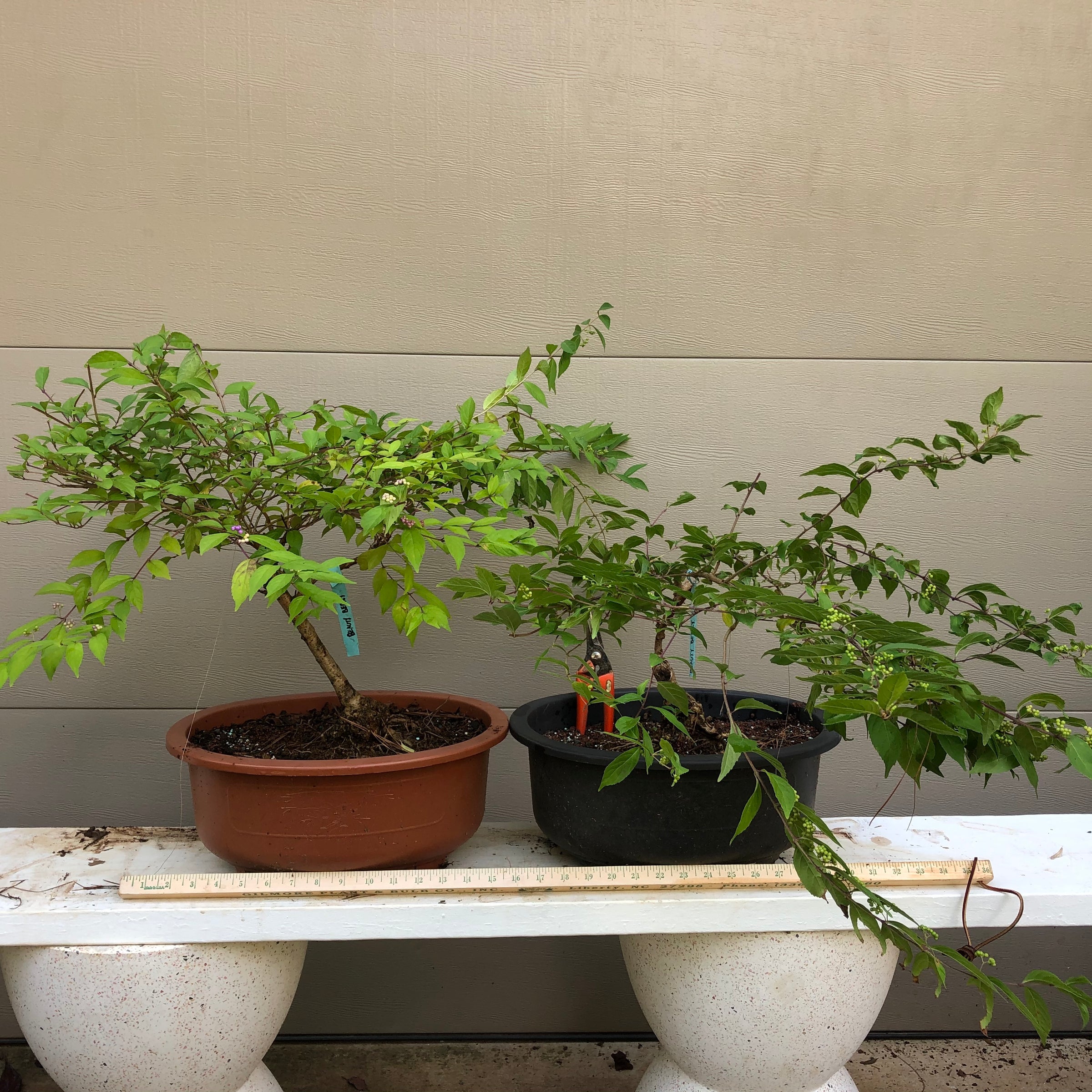 bonsai berry tree Purple Beautyberry Bonsai Tree – Bella Bonsai Nursery