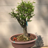 Burning Bush Bonsai