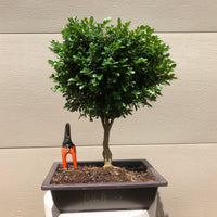 Boxwood -Buxus microphylla 'Heinz Blauer'