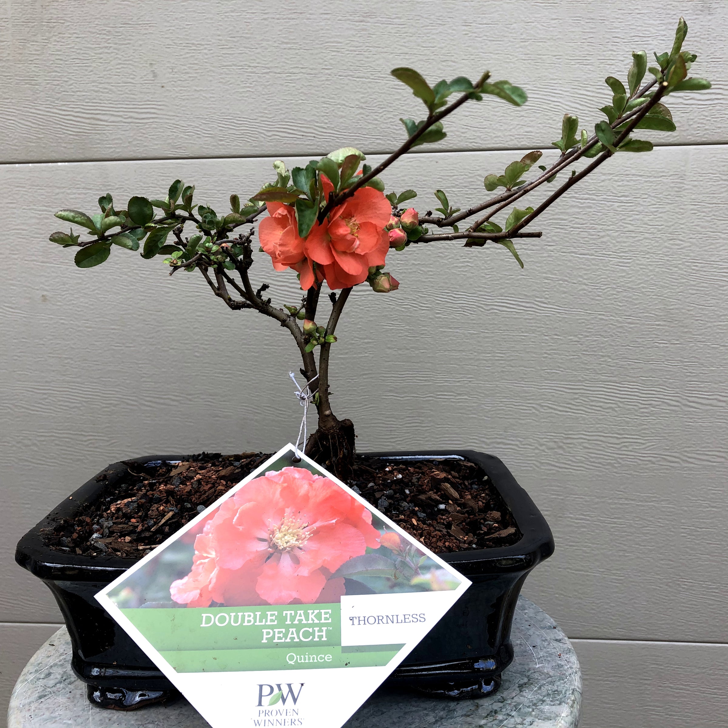 bonsai peach tree for sale Double Take Peach Quince 1 – Bella Bonsai Nursery