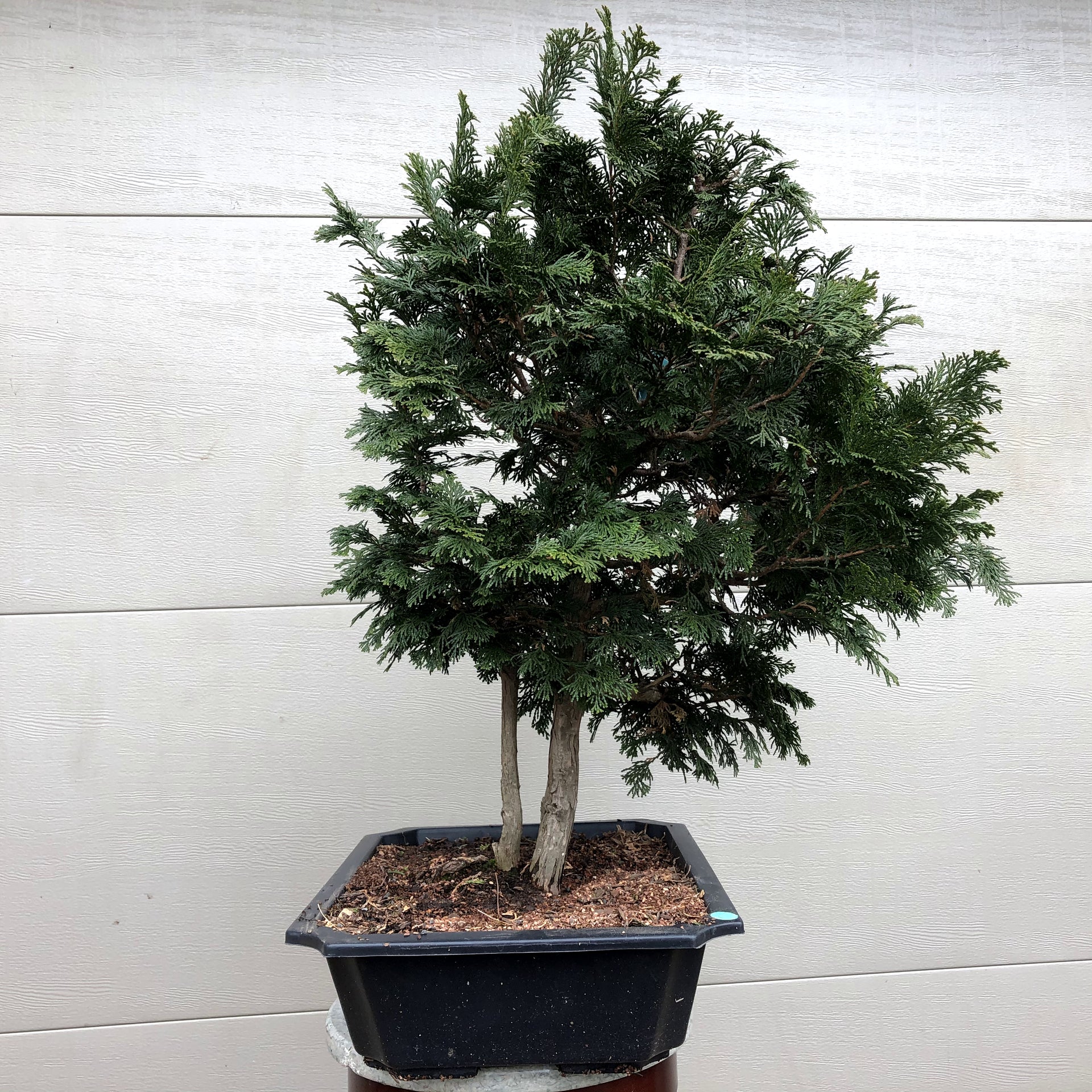 hinoki bonsai tree sale near me Hinoki Cypress – Bella Bonsai Nursery