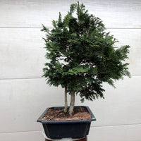 Hinoki Cypress