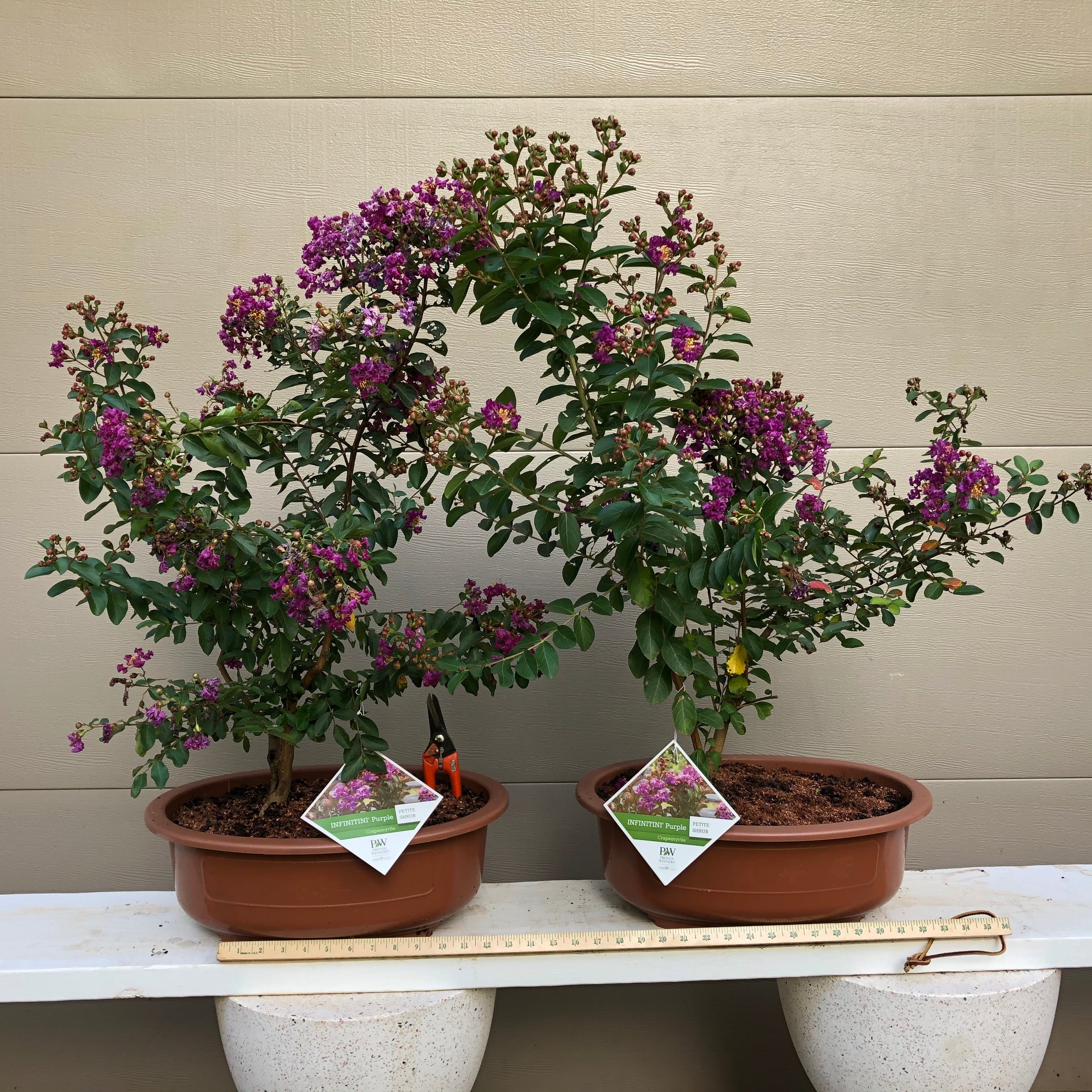 crape myrtle bonsai tree Dwarf Crepemyrtle Bonsai Tree – Bella Bonsai Nursery
