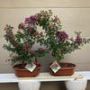 Dwarf Crepemyrtle Bonsai Tree