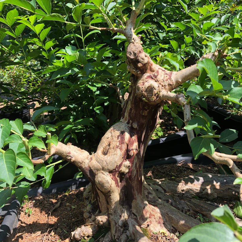 Crepe Myrtle Bonsai - Lagerstroemia spp