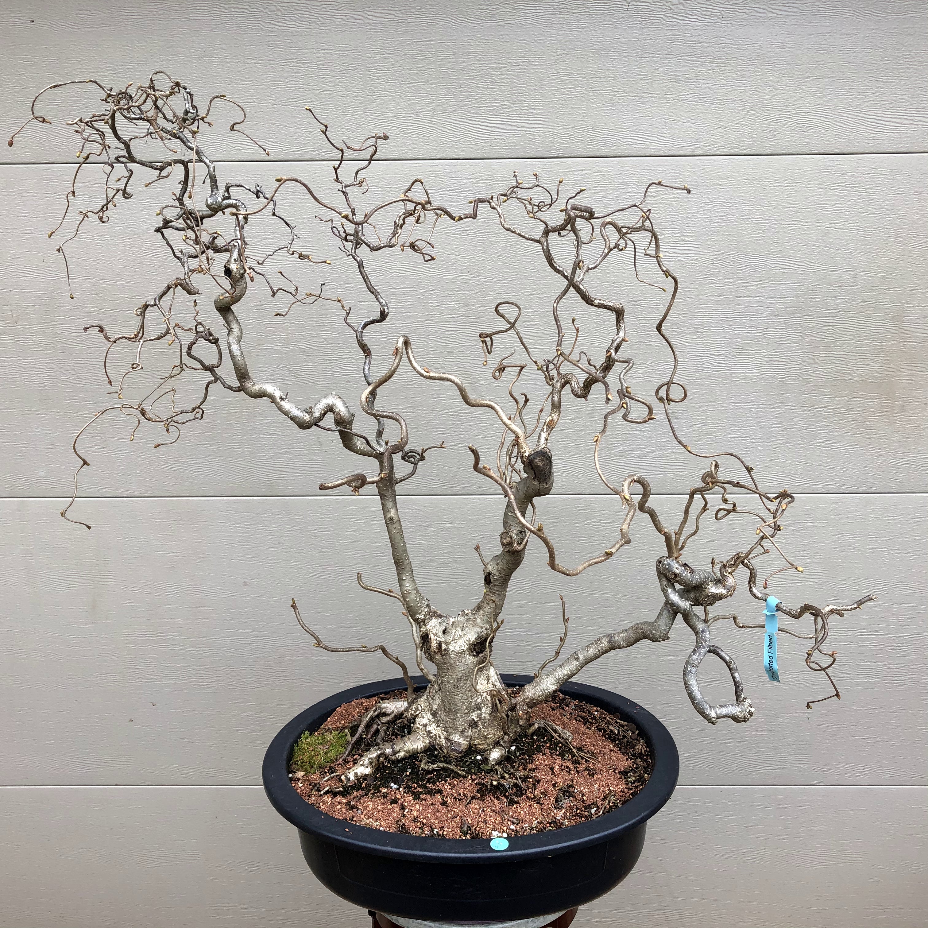Contorted Filbert Bonsai -Harry Lauder's Walking Stick – Bella