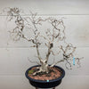 Contorted Filbert Bonsai -Harry Lauder's Walking Stick