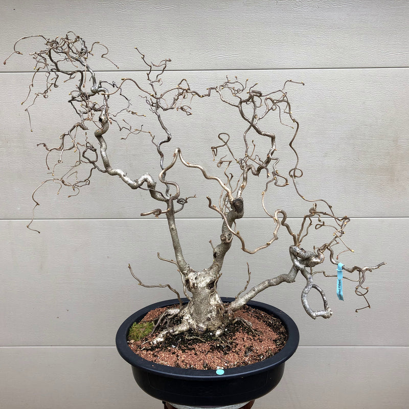 Contorted Filbert Bonsai -Harry Lauder's Walking Stick