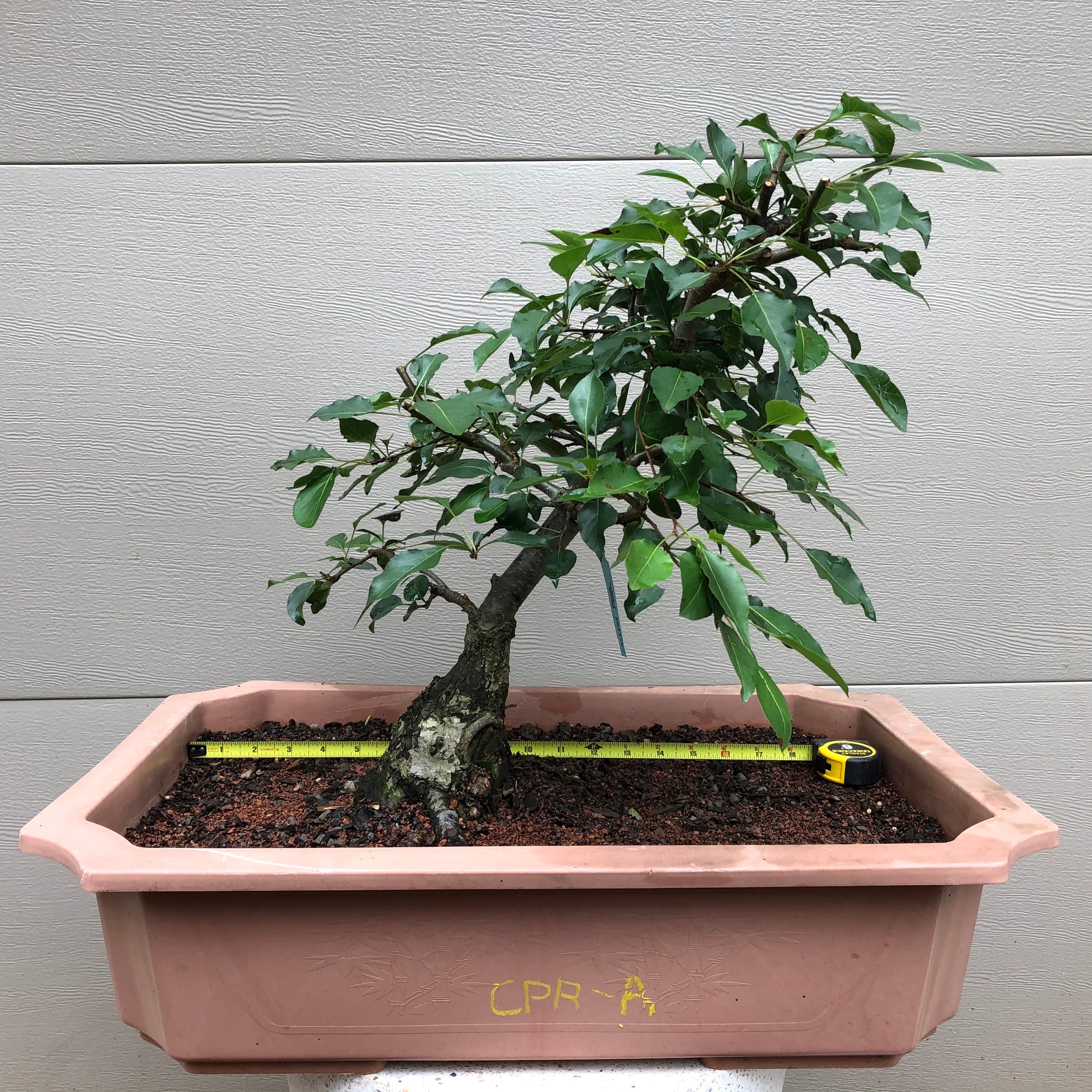 pear bonsai tree Callery Pear Bonsai – Bella Bonsai Nursery