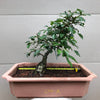 Callery Pear Bonsai