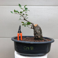 Callery Pear Bonsai