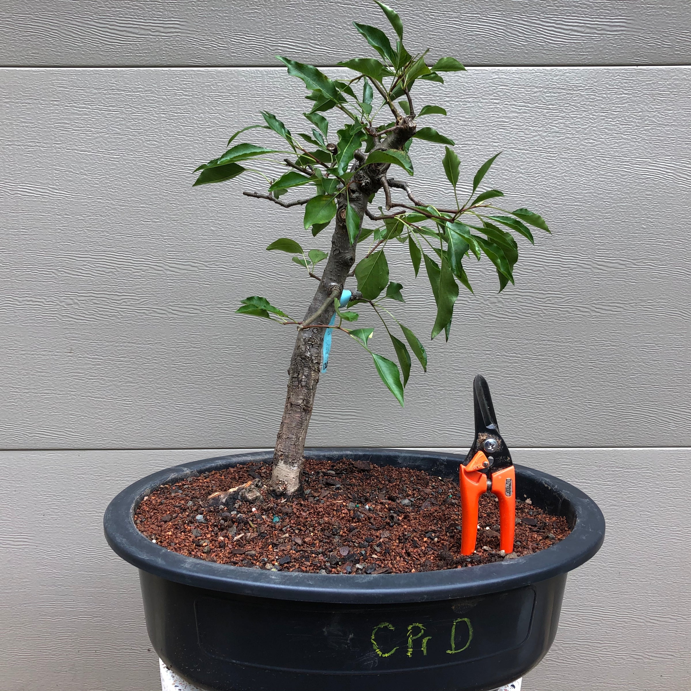 pear bonsai tree Callery Pear Bonsai – Bella Bonsai Nursery