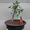 Callery Pear Bonsai