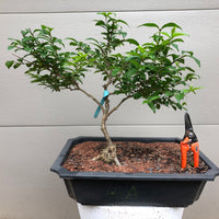 Purple Beautyberry Bonsai Tree