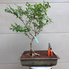 Purple Beautyberry Bonsai Tree 2