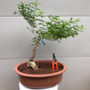 Purple Beautyberry Bonsai Tree