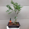 Purple Beautyberry Bonsai Tree