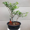 Purple Beautyberry Bonsai Tree