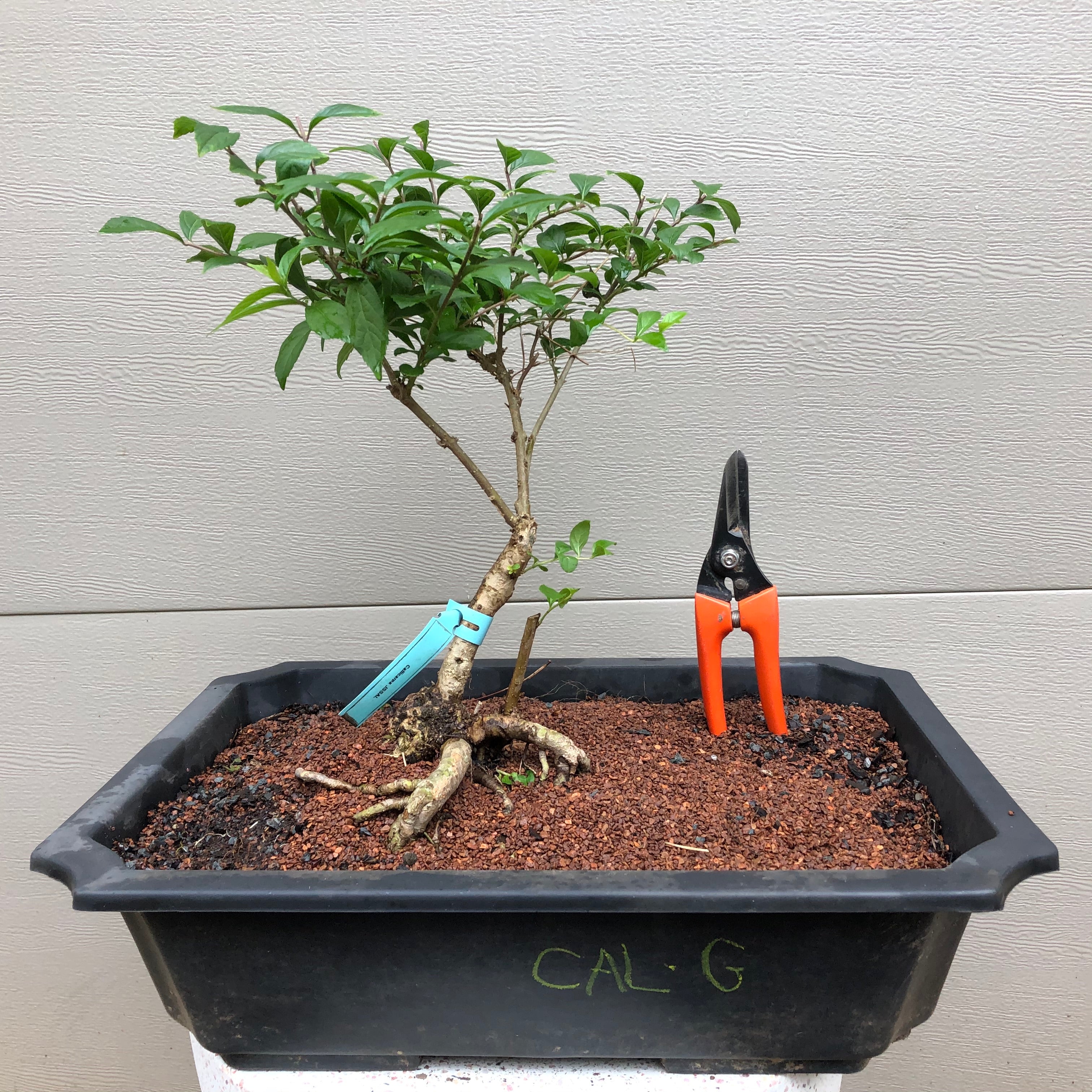 Purple Beautyberry Bonsai Tree - Bella Bonsai Nursery