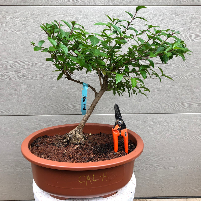 Purple Beautyberry Bonsai Tree