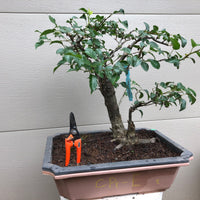 Callery Pear Bonsai