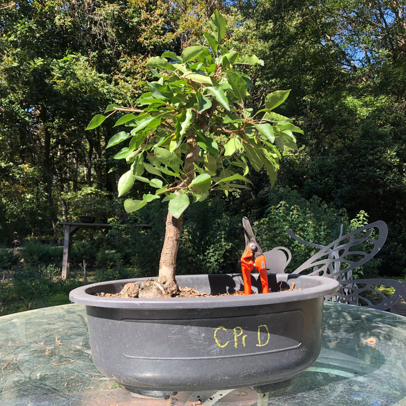 Callery Pear Bonsai