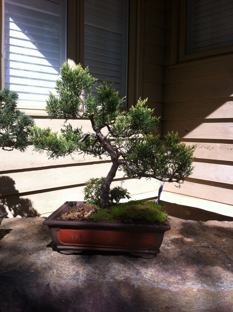 Chinese Juniper Bonsai Tree