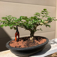 Agarista Bonsai Tree - Florida Leucothoe